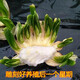 黎昕【已雕刻水仙花】精選特級多花水仙種球雕刻室內冬季盆栽水培花卉 【復瓣刻好】5-8花苞，2粒