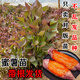 紅薯苗秧山東蜜薯苗煙薯25號糖心紅薯苗西瓜紅紫薯板栗薯苗地瓜苗 1斤 山東蜜薯煙薯25號紅薯苗100顆