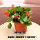 細辛四季海棠帶花苞盆栽苗大花大葉秋海棠小葉玻璃翠室內(nèi)陽臺庭院易活 1盆  綠葉紅花四季海棠小盆