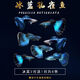 澤馭名寵孔雀魚(yú)純種觀(guān)賞魚(yú)小型淡水好養熱帶魚(yú)活體清道夫斑馬金魚(yú)繁殖魚(yú)苗 冰藍2對送1對防損【3公3母】