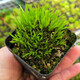 碧候蘭園微型盆景金錢(qián)菖蒲苗黃金姬虎須隨手香苗綠植水培迷你小盆栽蘭花草 1盆黃金極姬菖蒲2年苗