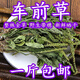 車(chē)前草中藥材整顆車(chē)前草干貨袋泡茶新鮮野生泡水喝新貨野生 整棵車(chē)前草500克