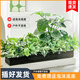 未歐仿真綠植造景陽臺景觀布置戶外花箱假植物裝飾擺件假花仿真花擺設(shè) 龜背套裝 100cm