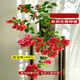 榮郁 垂絲飄枝三角梅矮樁盆栽新品陽(yáng)臺庭院花卉可常年開(kāi)花凈化空氣易 飄枝款【吉祥紅】原土+肥料 不含盆