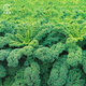 大禹秋天可以種的菜種子大全八九月秋冬季耐寒蔬菜籽家庭種植四季種 綠羽衣甘藍(lán)種子200粒  耐寒