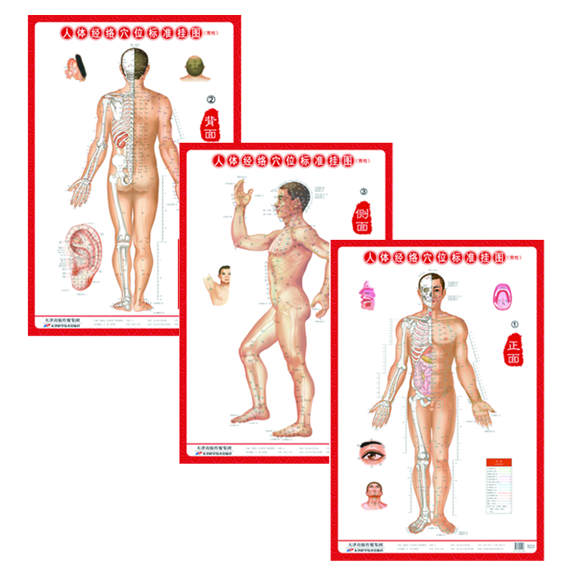 人體經(jīng)絡(luò)穴位標(biāo)準(zhǔn)掛圖（男性）（3張）中醫(yī)人體經(jīng)絡(luò)掛圖 家庭保健養(yǎng)生醫(yī)學(xué) 人體醫(yī)學(xué)掛圖