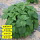 播種心情食用薄荷種子留蘭香檸檬貓薄荷室內(nèi)外陽臺(tái)多年生盆栽香草籽驅(qū)蚊 檸檬貓薄荷1000粒+肥