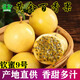 老農車(chē)田間黃金百香果正宗欽蜜9號新品培育現摘新鮮水果香甜多汁精選優(yōu)果 【精選大果】單果70-80g 5斤