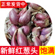 辰實(shí)四川小香蔥 黃蔥頭紅蔥頭種子 火蔥種 榨蔥油干蔥頭 5斤 紅蔥頭
