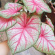虹越（HONGYUE） 高端綠植彩葉芋盆栽 多品可選室內(nèi)陽臺客廳裝飾觀葉植物 【CN彩葉芋】“夏日微風” 1加侖盆栽