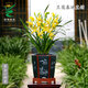 翁源蘭花苗建蘭黃金小神童富貴吉祥四季濃香盆栽好養(yǎng)植物原盆土發(fā) 小神童8苗【大壯苗】簡易盆土