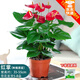綠有意紅掌盆栽植物室內(nèi)花卉好養(yǎng)土培一帆風(fēng)順大盆水養(yǎng)四季常青綠植 帶花紅掌5-8朵原盆+肥
