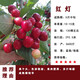 姬緣希車(chē)厘子樹(shù)苗櫻桃樹(shù)苗南北方種植盆栽庭院果樹(shù)矮化櫻桃樹(shù)苗當年結果 紅燈4年苗結果苗