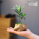 自然空間羅漢松盆栽室內綠植辦公客廳桌面趣味迷你小盆景四季好養植物擺件 黃巖素陶盆羅漢松+09鏤空座