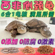 奈寵西非側頸龜糧蝦干魚干面包蟲寸金黃喉擬水小青佛鱷巴西草龜專用糧 250g罐裝 【六合一小?！?cm以下小龜