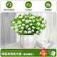 臨雅茉莉花苗盆栽高端濃香型四季開(kāi)花卉室內(nèi)桌面植物源頭直發(fā) 花瓣盆