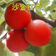 新品種耐寒特大果沙金紅杏樹(shù)苗嫁接果樹(shù)南方北方種植晚熟杏子樹(shù)苗 3年苗