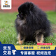 福貝純享博美幼犬茶杯犬純種球形博美犬活體小型【咨詢客服1V1視頻選寵】 寵物級 黑色 母