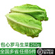 綠食者 新鮮包心羅馬生菜250g 綠色新鮮西餐蔬菜健康輕食沙拉食材