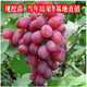素顏巨峰葡萄苖陽(yáng)光玫瑰藍寶石葡萄樹(shù)苗無(wú)籽南方北方種植盆栽庭院爬藤 紅提葡萄苗當年結果