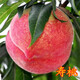 嫁接桃樹(shù)苗大桃苗盆栽地栽南北方種植果樹(shù)苗 中華壽桃 81cm(含)-110cm(含)