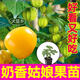 大菜鄉壽光奶香姑娘果苗秧大果金菇娘果燈籠果種子四季盆栽陽(yáng)臺超甜好吃 奶香黃姑娘果苗6棵+1包肥