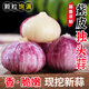 云南紫皮獨頭蒜2025年新鮮現挖獨蒜頭鮮濕蒜辛辣多汁1/3/5斤大蒜 5斤 特大果(直徑3.5cm以上)