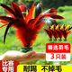 稀萌物毽子大號公雞毛鵝毛羽毛兒童比賽毽球牛筋底花鍵紅色【3只裝】