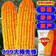 新種高產(chǎn)顯玉999白軸雜交玉米種子西南糧食飼料玉米種子正大999 顯玉999原裝一袋(一公斤)