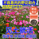 駿楷園林百日草種子重瓣百日菊花海組合四季開(kāi)花草花卉種籽庭院易活花種子 混合多年生野花組合半斤