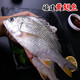 福建新鮮海捕黃翅魚(yú) 海鮮水產(chǎn)冷凍黃腳立 黃鰭鯛黃鯛魚(yú)月子魚(yú) 黃翅魚(yú)1斤(共2條)