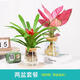 愛(ài)你一萬(wàn)年水培植物辦公室內桌面花卉綠植盆栽綠蘿吊蘭發(fā)財樹(shù)文竹好養吸甲醛 【鴻運當頭+吉利紅】+火山瓶