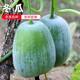密水農家密云農業(yè) 自種露天新鮮小冬瓜 白霜冬瓜 煲湯約5斤