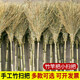 古達沂蒙山大掃把掃院子笤帚家用加大加寬環(huán)衛竹掃帚馬路室外長(cháng)塑料絲 竹竿小掃把（1.6米）