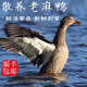 SOXW老鴨子生鮮3年老麻鴨活水散養(yǎng)老鴨鴨子煲湯新鮮現(xiàn)殺現(xiàn)發(fā)整鴨 精選三年半老麻鴨1只6.5-7斤帶掌翅鴨胗心肝
