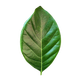 旺沙堡廣東高州現(xiàn)摘現(xiàn)發(fā)新鮮菠蘿蜜樹葉子樹菠蘿葉片墊葉 100張