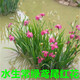 水竹 苗 盆栽水培旱傘草 水養(yǎng) 魚池 凈水水生 再力花 黃菖蒲 植物麥桑荷 常綠水生鳶尾紅花10棵（多給一顆） 不含盆