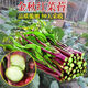 紅菜苔種子十月紅紫菜苔種籽陽(yáng)臺(tái)盆栽四季易種植蔬菜種子大全 紅菜苔種子【1包 約1000?！? title=
