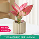 墨一綠植盆栽客廳室內(nèi)桌面花卉植物 吉利紅+奶油色棒棒花盆 源頭直發(fā)