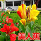 云倉 美人蕉 挺水植物紅色花苗濕生水生植物庭院盆栽室外濕地園林綠化Z2 美人蕉種根20棵【顏色隨機】 不含盆