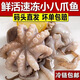 新鮮八爪魚海鮮水產(chǎn)鮮活冷凍小章魚迷你八抓魚章魚足超大爆頭 小號餐廳定制20-35個左右/斤 1斤裝