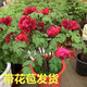 春節開(kāi)花牡丹帶花苞帶盆發(fā)貨年宵花催花菏澤觀(guān)賞重瓣大花高檔禮品 卷葉紅8-10個(gè)花苞