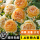 坤卉薔薇花苗爬藤耐寒藤本月季特大爬墻花卉陽(yáng)臺盆栽庭院植物四季開(kāi)花 王妃（當年開(kāi)花爆滿(mǎn)） 1.6米左右爬藤特大苗