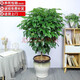 胡麗綠植盆栽金錢樹綠蘿發(fā)財(cái)樹綠植客廳大盆栽大型綠植辦公室室內(nèi)植物 幸福樹1.3-1.5米含陶瓷盆