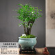 想開(kāi)祺典小葉紫檀盆景植物老樁盆栽辦公室桌面室內花卉綠植好養活四季 多株老樁紫檀+冰裂藍陶瓷盆+底座