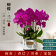 佳妍【真花帶盆】蝴蝶蘭花盆栽520情人節(jié)開業(yè)送禮源頭直發(fā)6株紫色