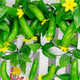酌秀 仿真水果藤條假花葡萄葉藤蔓吊頂裝飾塑料花藤綠葉樹葉子纏繞 黃瓜藤條 長(zhǎng)2.4米左右/1條