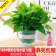 綠有意綠蘿盆栽室內植物花卉綠植水培長(cháng)藤垂吊大葉綠籮新房家用吸除甲醛 180#綠加侖吸水盆綠蘿12盆+壺+12肥 帶盆帶土發(fā)貨