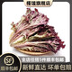 槿饈紅葉生菜500g羅莎紅生菜新鮮蔬菜沙拉食材紫葉色拉菜西餐生吃蔬菜 新鮮羅莎紅500g