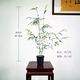 華香蘭藝華香園紅觀(guān)音竹內門(mén)紫紅寒文米竹子苗盆栽景素材耐陰書(shū)房室內綠植 內門(mén)竹3桿 原盆原土發(fā)貨
